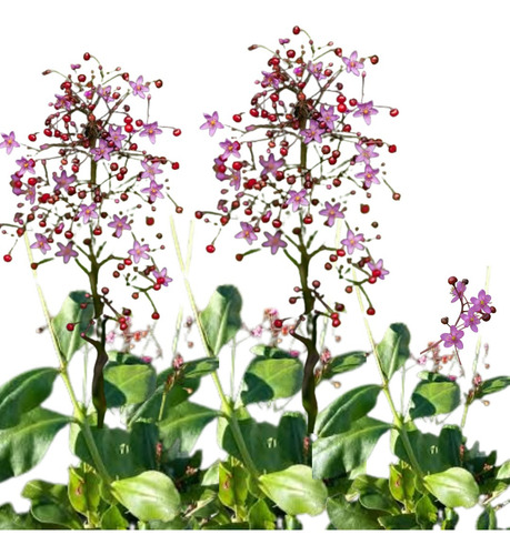 Carne Gorda Talinum Paniculatum Planta Nativa Comestible