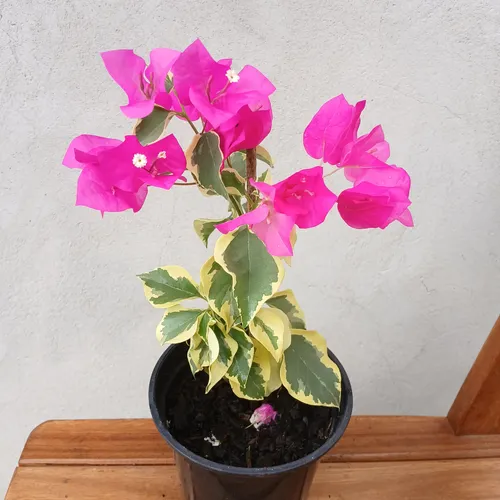 Primavera Rosa Pink Folha Variegata Planta Ornamental 20cm