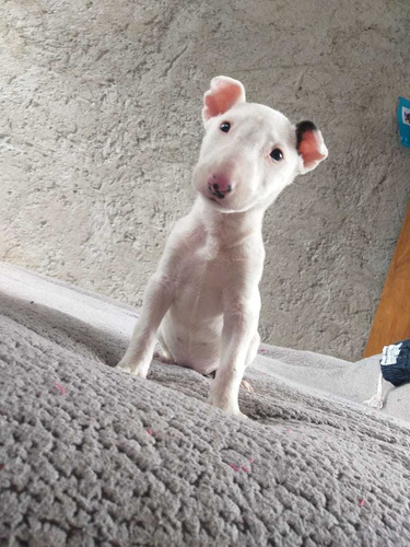Cachorrita Bullterrie Ingles