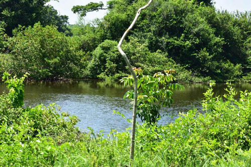 Venta Rancho Ganadero 1229 Hectáreas Tuxpan Veracruz.