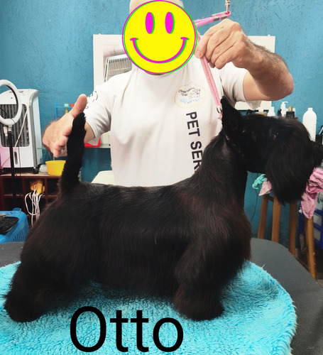 Scottish Terrier Filhotes