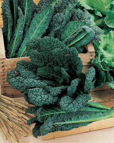 Couve Nero Di Toscana Laciniato Kale 60 Sementes Para Mudas