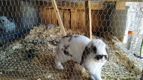 Imagen 3 de 6 de Conejos Holland Lop