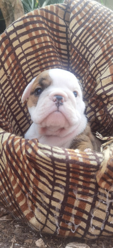 Imagen 1 de 5 de Bulldog Inglés