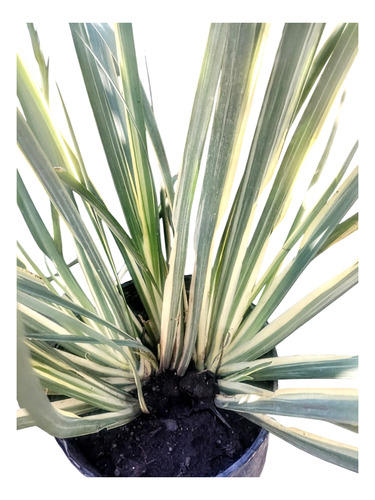 Dietes Variegada - Planta Pleno Sol - Maceta 8 Litros Blanco