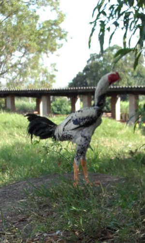 Ovos Galados De Galinha Gigante