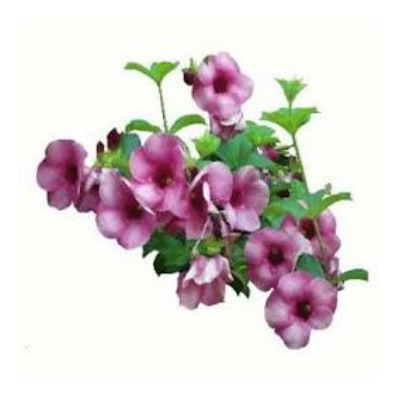 Kit 4 Mudas De ( Alamanda Vinho, E Amarela ) De 60 A 90 Cm.