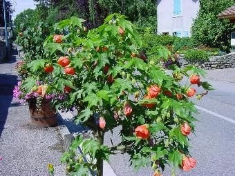 Imagem 8 de 9 de Muda De Lanterna Chinesa - Abutilon Striatum. - Lanterninha