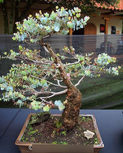 Imagem 6 de 6 de 240 Sementes De Eucalipto Prateado Argentino Árvore E Bonsai
