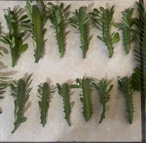 20 Portainjerto Para Cactus Con Raíz Envío Gratis