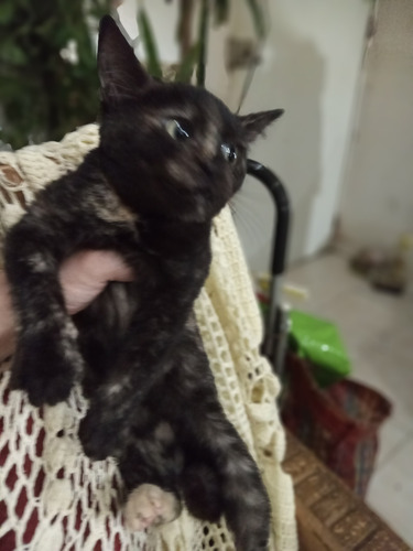 Gatita Carey Concha De Tortuga