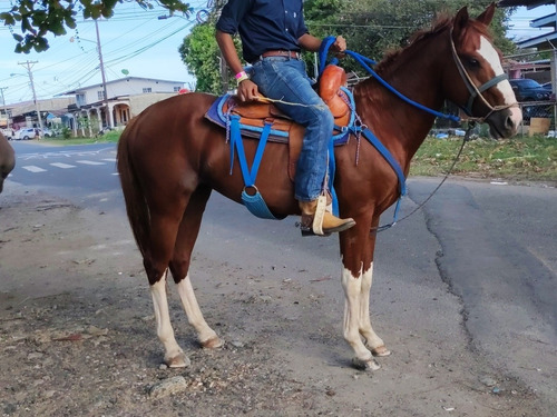 Imagen 2 de 2 de Se Vende Caballo