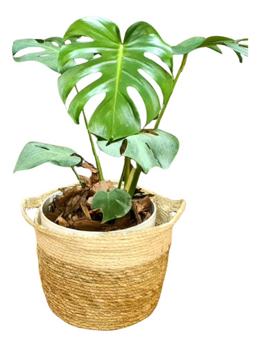 Planta Monstera En Maceta Premium Y Porta Maceta De Yute 