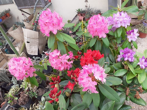 Roseum Elegans, Arbusto Rhododendron 5lts