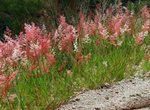 Melinis Repens, Pasto Rosado, 30 Semillas, Nv