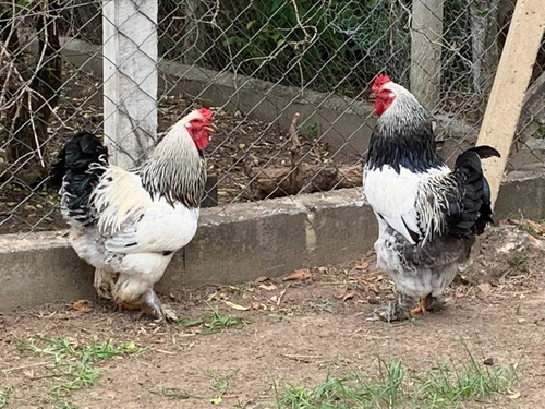 Imagem 2 de 4 de Galo Brahma ( Jovem )