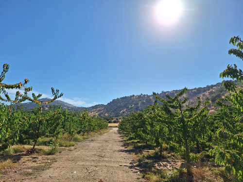 Venta De Campo Agrícola En Sagrada Familia 72.387-cam