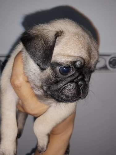 Imagen 5 de 5 de Hermosos Cachorros Pug Carlinos 100% De Raza Pura. Vacunados