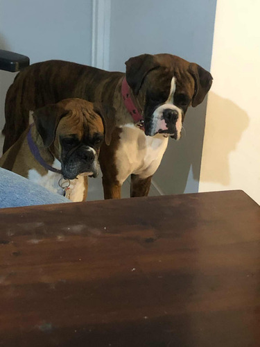 Boxer Macho Servicio Monta