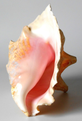 Caracola Strombus Gigas (Usado)
