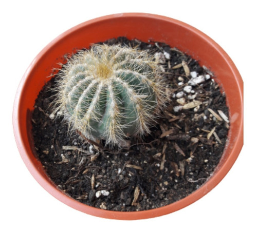 Cactus Notocactus Magníficus