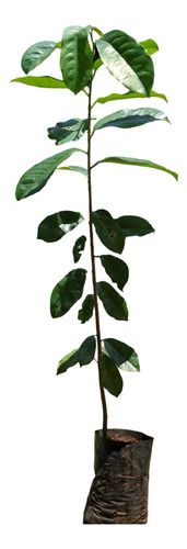 Combo Plantas Graviola (guanabano)+annona Escuamosa Envios