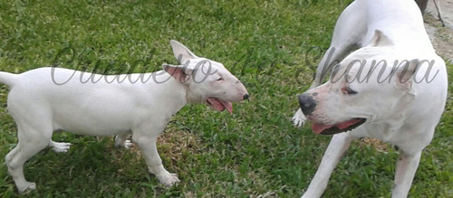 Bull Terrier La Shanna Pedigree F.c.a. Los Mejores Seguro