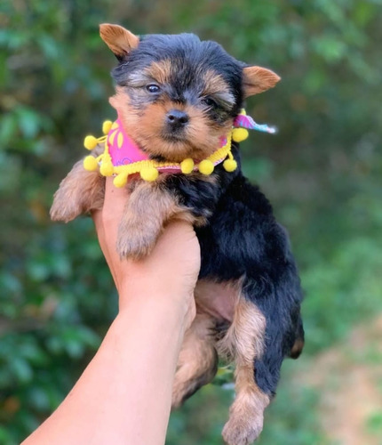 Niña Yorkshire Terrier Mini Hembra