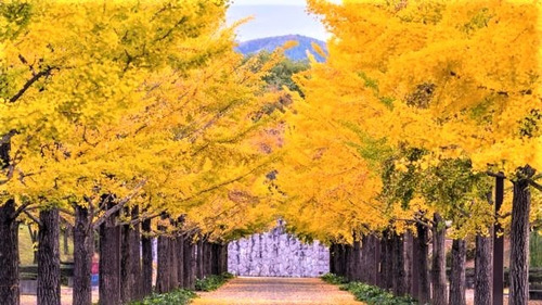 Árbol De Nogal De Japon + Regalo