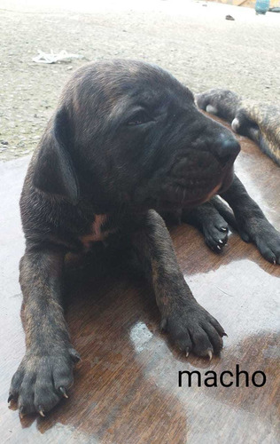 Imagem 3 de 5 de Filhotes De Fila Brasileiro
