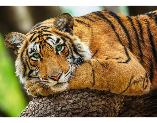 Tigre Majestuoso Rompecabezas 500 Pz Trefl Naturaleza