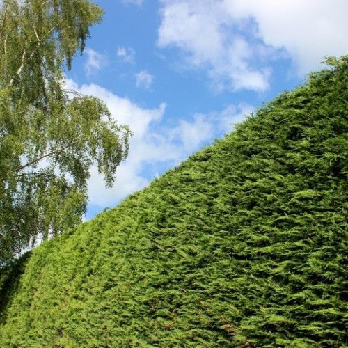 Pino Cipres Leylandii Grandes 1,80 Mts Cerco Vivo Pack X10 1.60 A 1.80 Cm