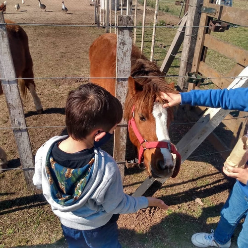 Imagen 3 de 3 de Caballo Petiso Alazan No Pony Alzada 110 - Baradero