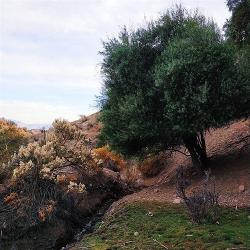 Parcela En Venta En Los Andes. (cod 32).