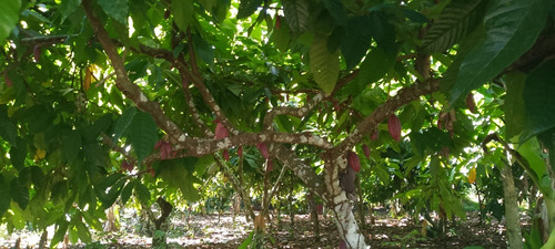 Oportunidad Finca 48 Tarea Sembrada De Cacao Villa Mella 