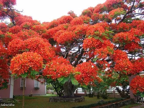 10 Semillas De Chivato Flamboyan - (delonix Regia)