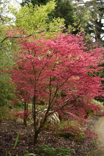 Mudas Do Belíssimo E Raro Acer Palmatum 'shishio'