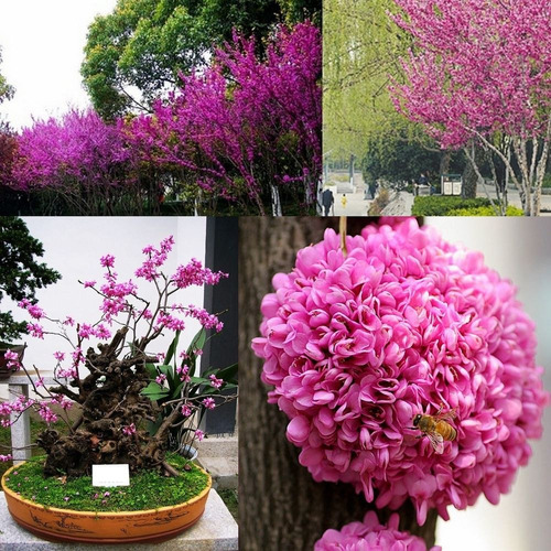 Imagem 1 de 6 de Árvore De Judas Ou Amor Bonsai Cercis Siliquastrum Sementes