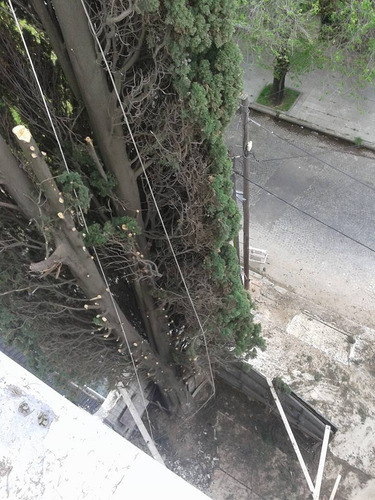 Poda, Tala Y Extracción De Árboles/palmeras Toda Zona Oeste!