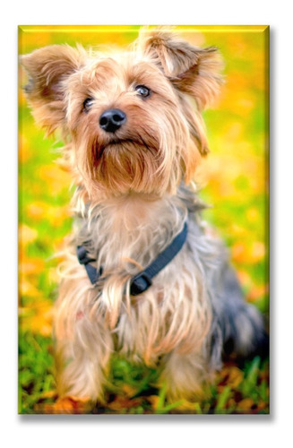 Cuadro Canva Yorkshire Terrier 40*60 Cm