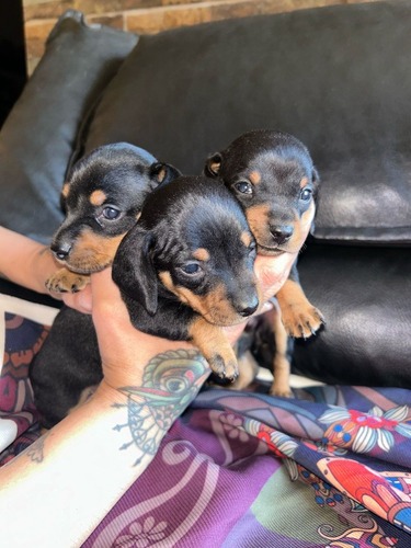 Cachorros Salchichas Dachshund Mini