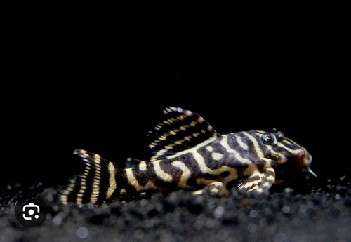 Pleco Cebra Debilittera ( Pleco Imperial )