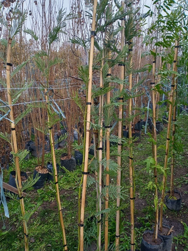 Imagen 5 de 10 de Acacia Dealbata / Aromo Francés - E.gratis Cabaygba