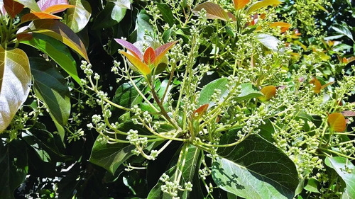 Fertilizante Orgánico N, P, Mn, Zn Talete Valagro 10 L