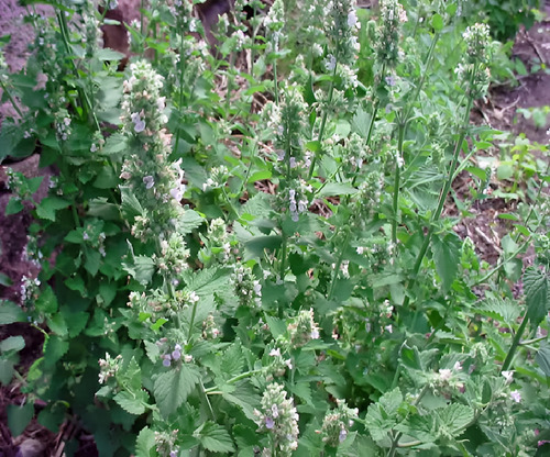 300 Semillas Planta De Nepeta Cataria, Catnip + Regalo