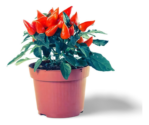 Planta Ají Molido Sustituto
