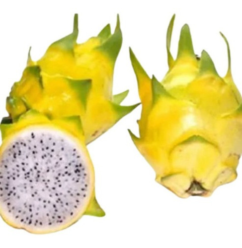 Mudas De Pitaya Amarela Golden Israelense Auto Fértil Kit 2 