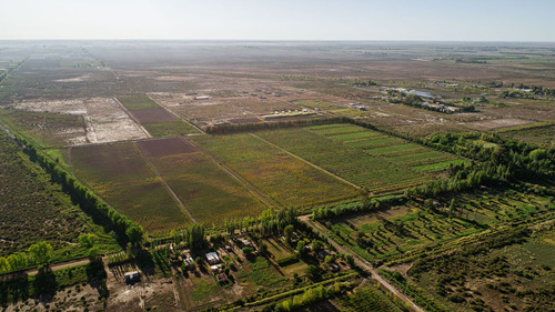 Venta De Finca Con Cultivo- Lavalle Mendoza 