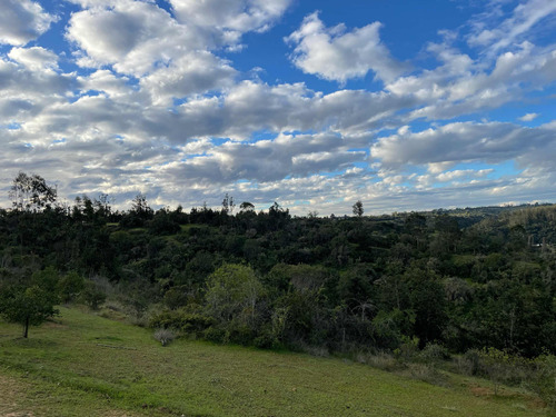 Venta De Parcelas, 5.000 Mts2, Con Agua Y Luz, En Algarrobo