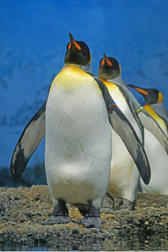 Vinilo Decorativo 60x90cm Pinguino Penguin Animal Hielo M9